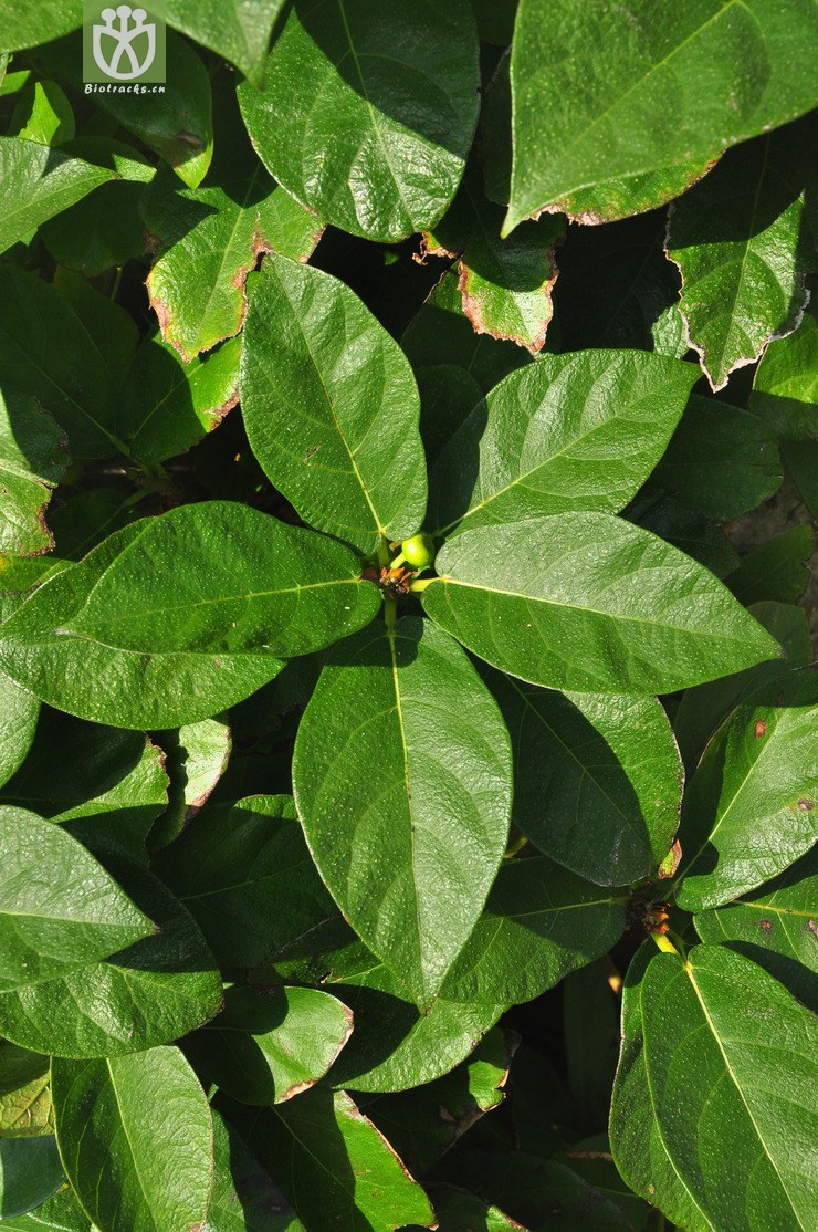 天仙果(ficus erecta var. beecheyana) (23).