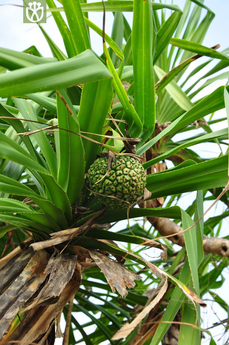 露兜树(pandanus tectorius) (12).jpg 相邻时间拍摄的照片      张