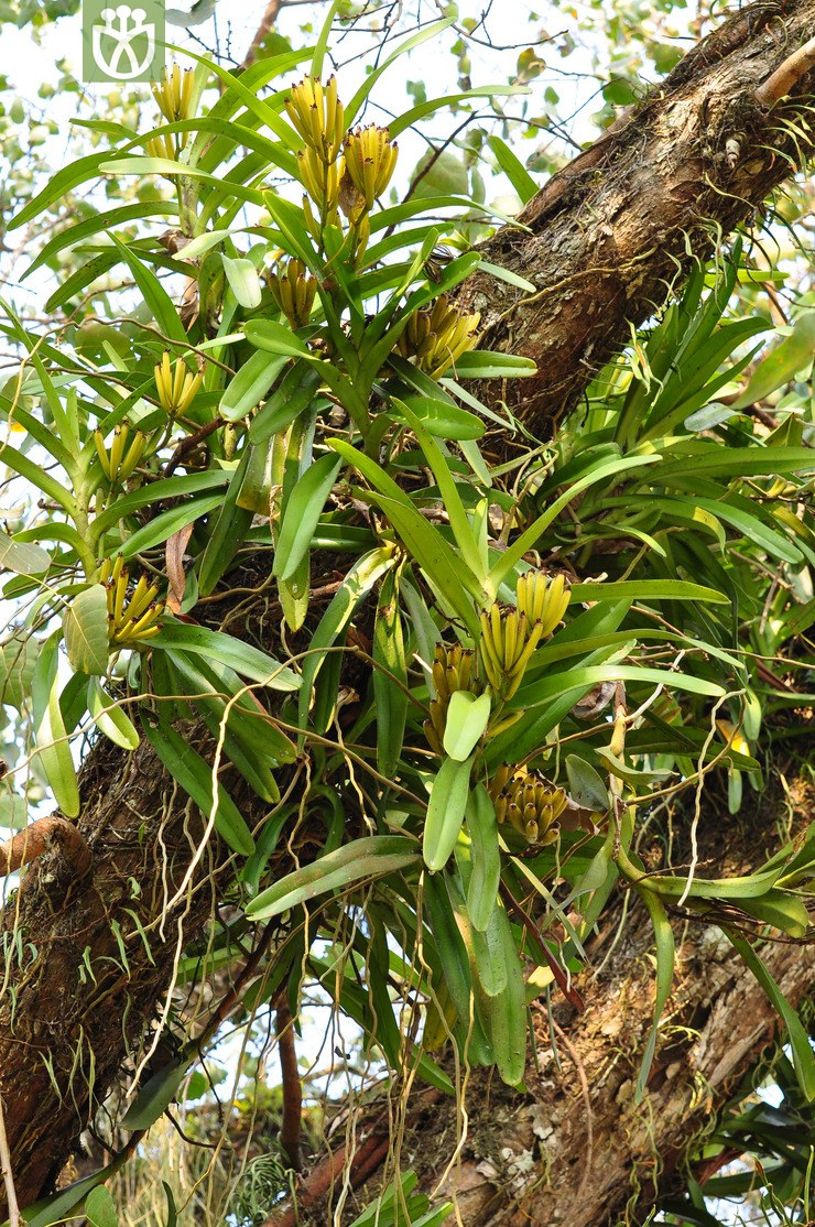 图片信息-kingdonia-植物云数据