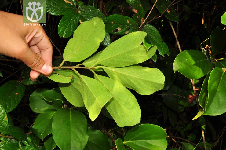 蝉翼藤(securidaca inappendiculata) (2).