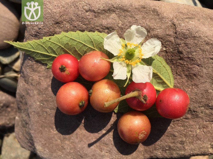 文定果(muntingia calabura) (1).jpg 相邻时间拍摄的照片      张