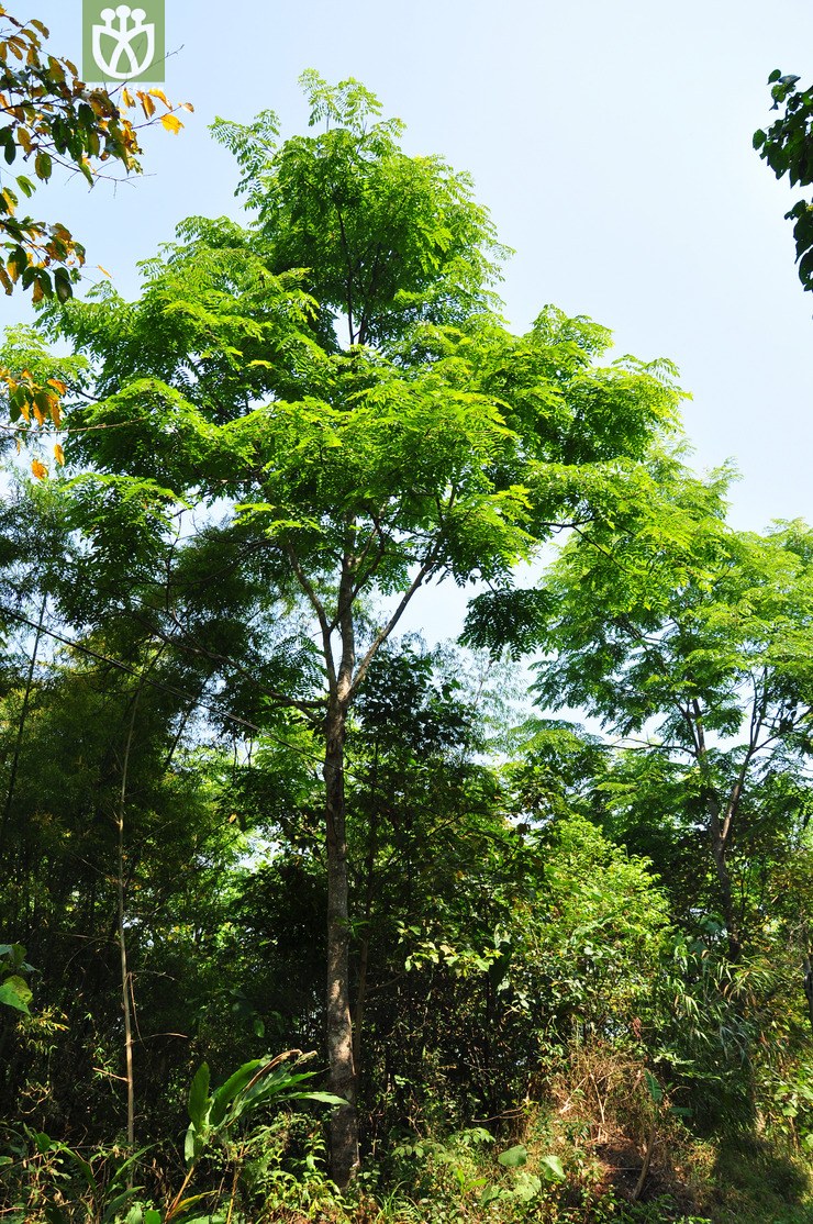 顶果树(acrocarpus fraxinifolius) (2).