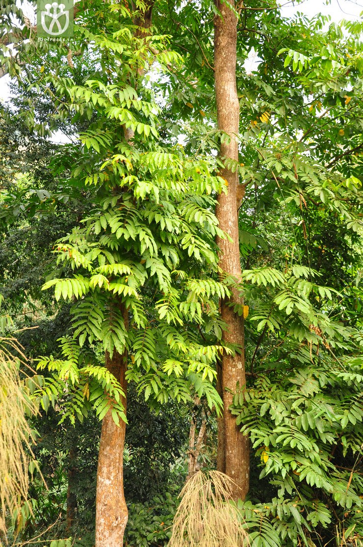 图片信息-kingdonia-植物云数据