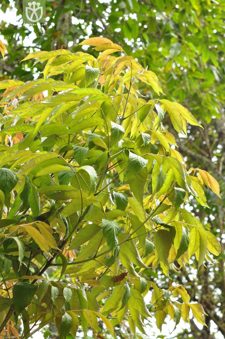 多花梣(fraxinus floribunda.jpg 相邻时间拍摄的照片 张