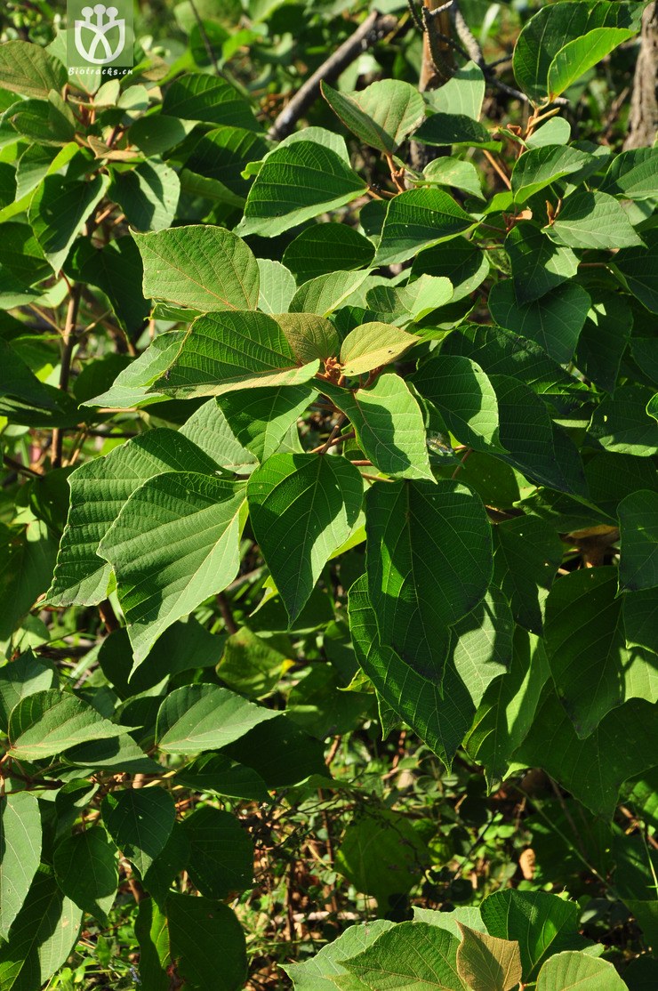 图片信息-kingdonia-植物云数据