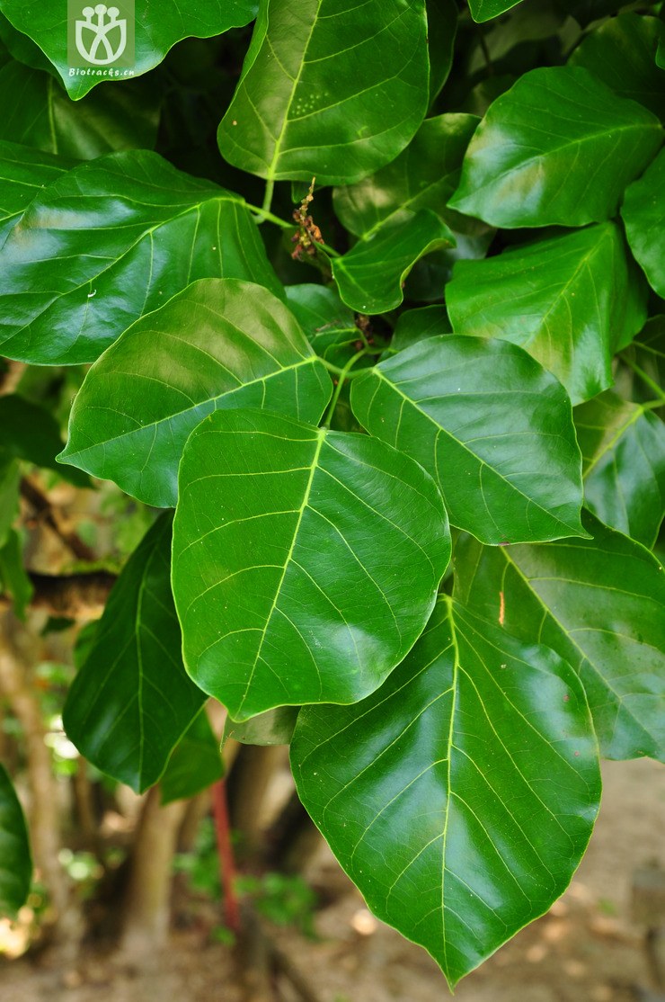 图片信息-kingdonia-植物云数据