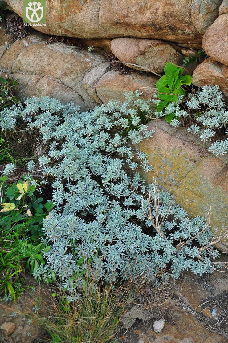 芙蓉菊(crossostephium chinense) (22).