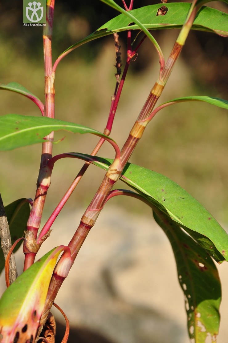 水蓼(polygonum hydropiper) (5).jpg 相邻时间拍摄的照片      张