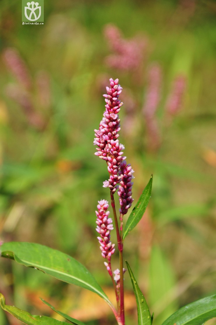 水蓼(polygonum hydropiper) (4).jpg 相邻时间拍摄的照片      张