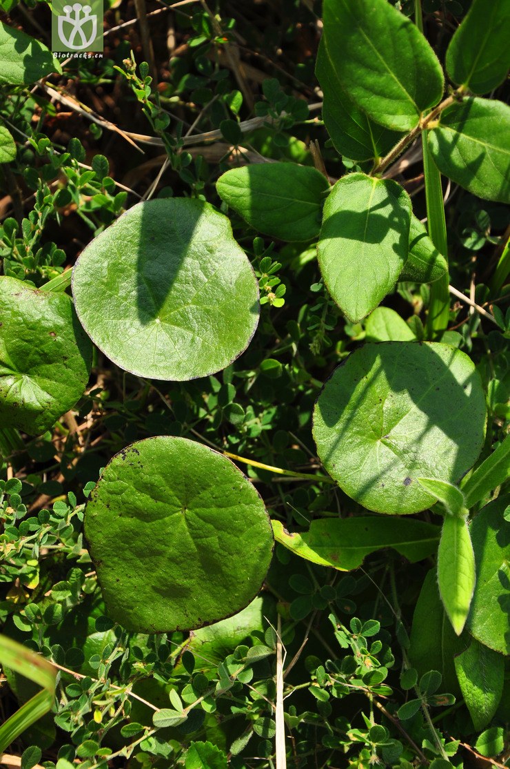 千金藤(stephania japonica) (2).jpg 相邻时间拍摄的照片      张