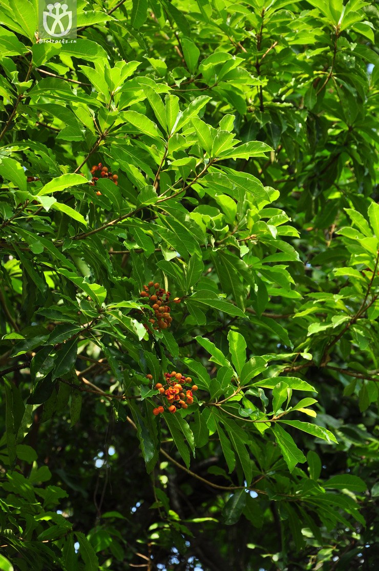 台琼海桐(pittosporum pentandrum var. hainanense) (3).