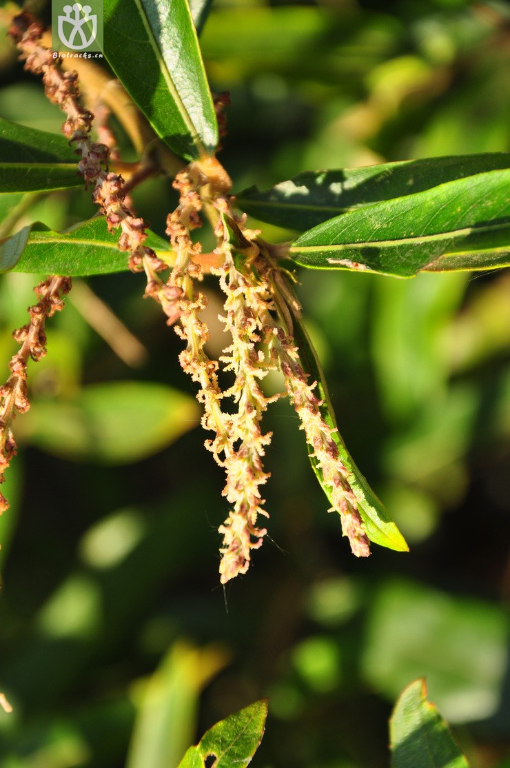 水柳(homonoia riparia) (13).jpg 相邻时间拍摄的照片      张