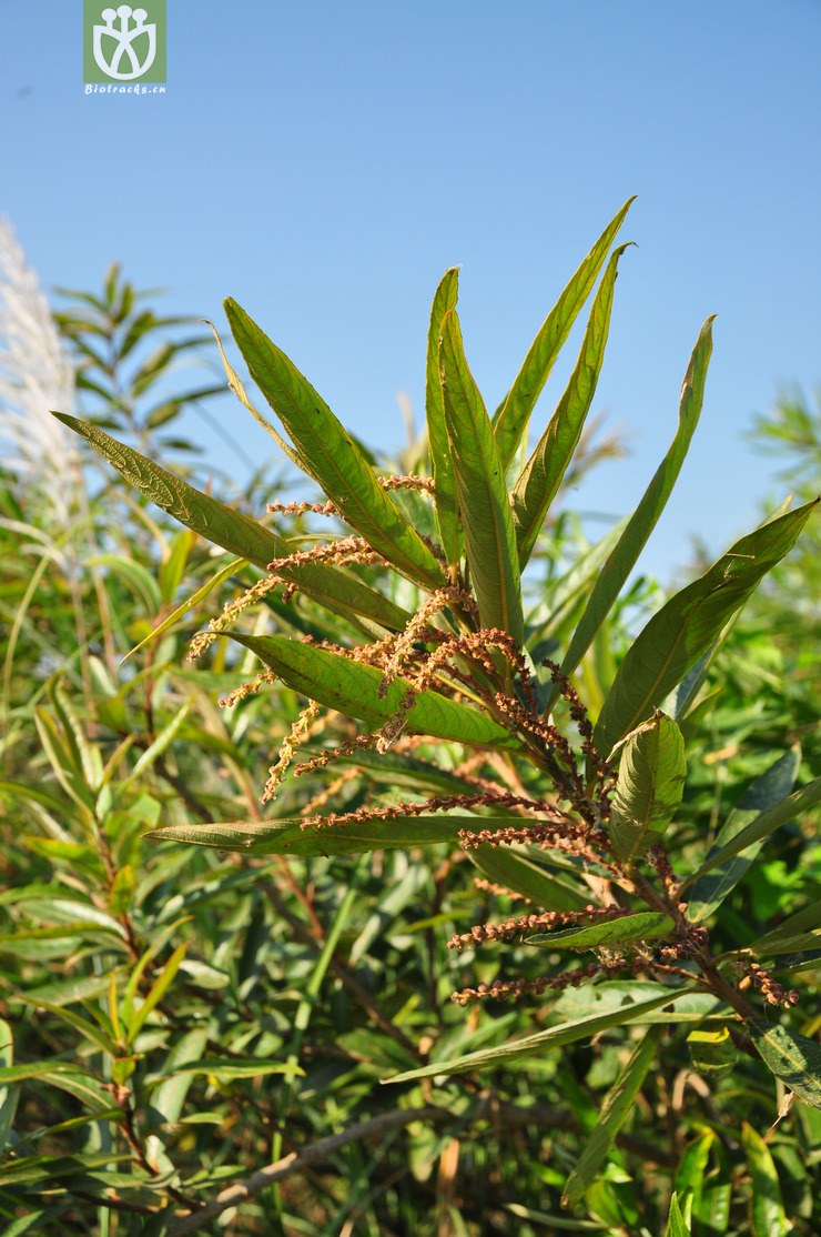 水柳(homonoia riparia) (15).jpg 相邻时间拍摄的照片      张