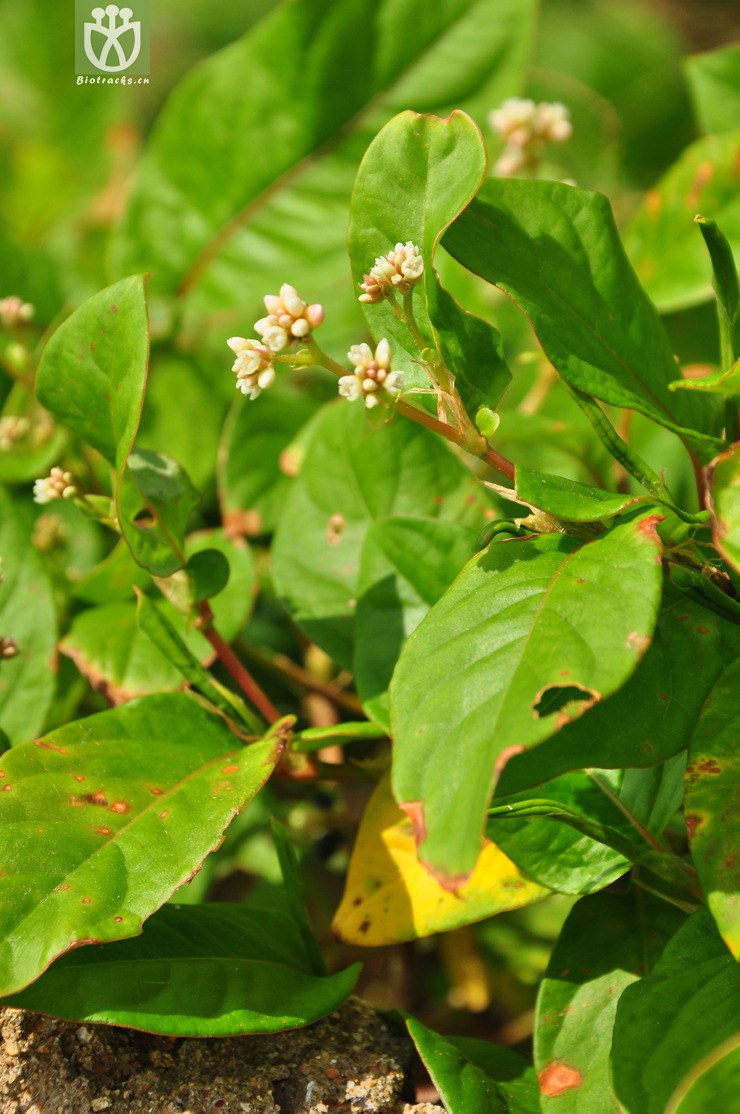 火炭母(polygonum chinense) (1).jpg 相鄰時間拍攝的照片 張