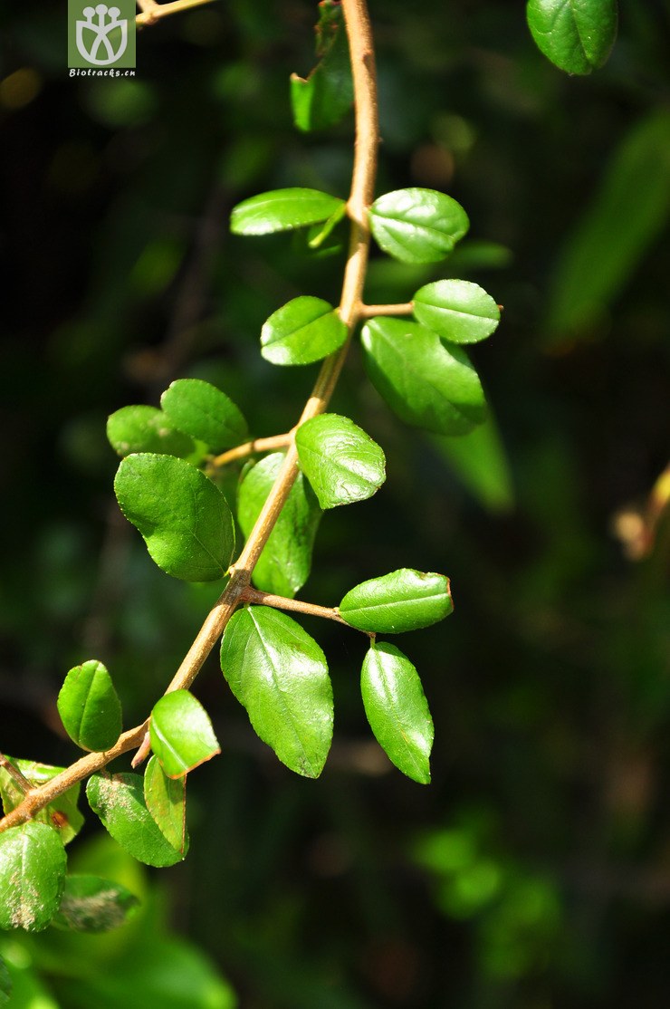 图片信息-kingdonia-植物云数据