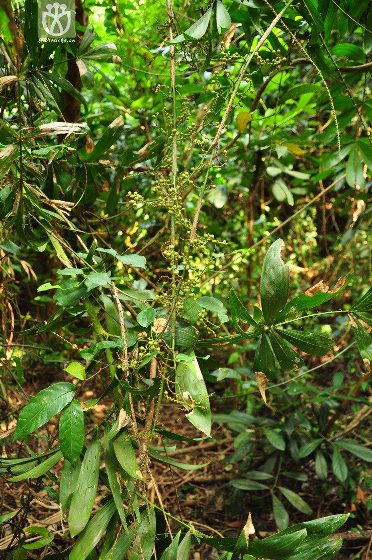 省藤属(calamus) (5).jpg 相邻时间拍摄的照片      张