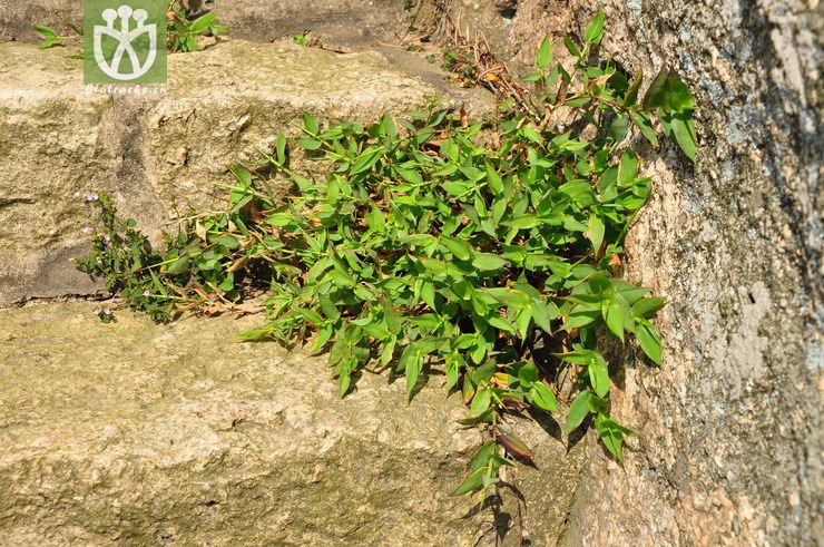 矛叶荩草(arthraxon lanceolatus) (1).