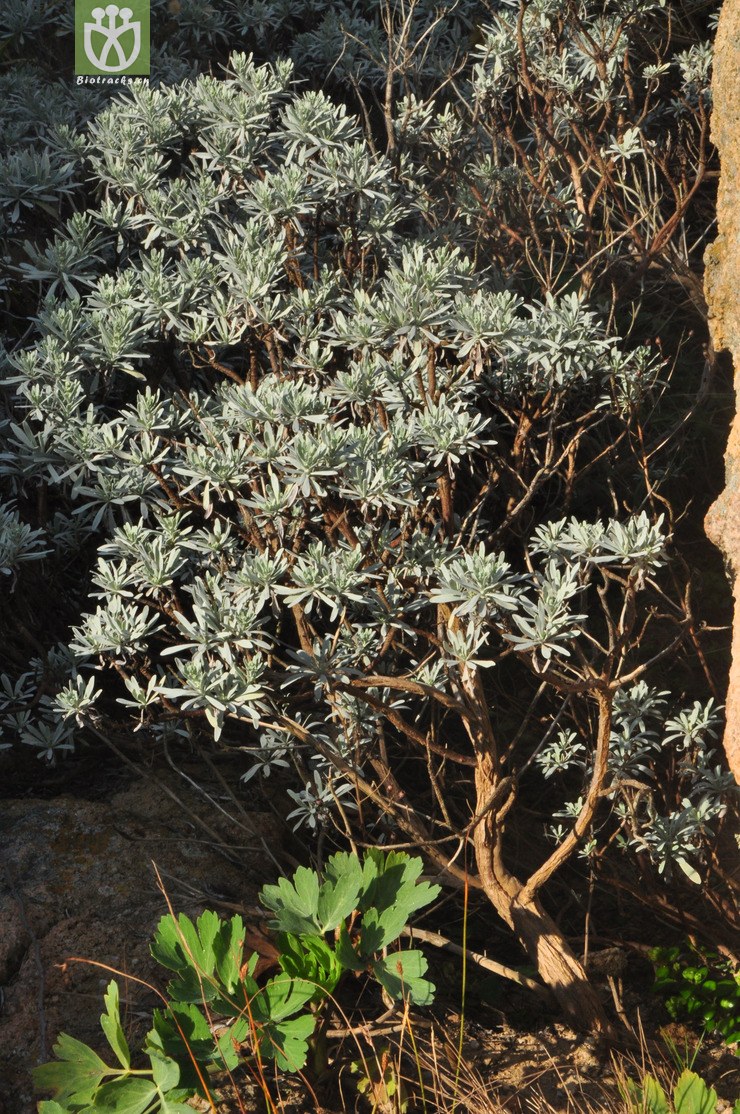 芙蓉菊(crossostephium chinense) (11).