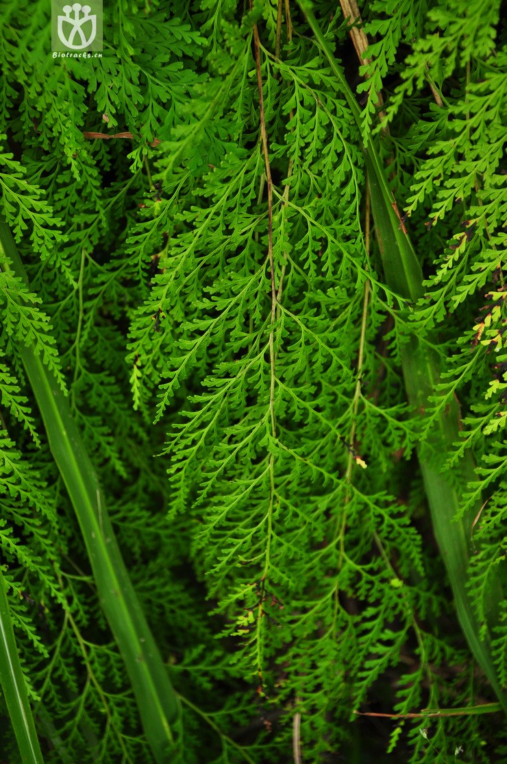 图片信息-kingdonia-植物云数据