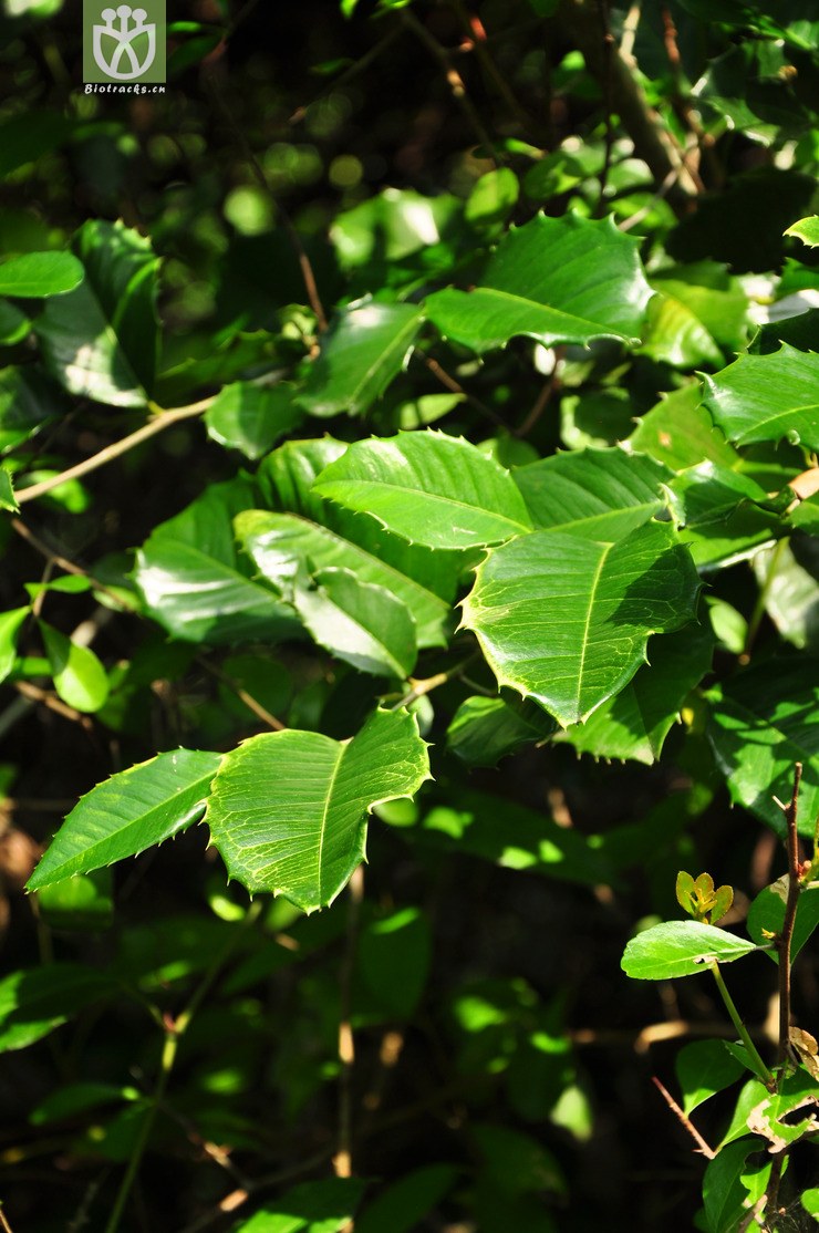 刺桑(streblus ilicifolius) (8).jpg 相邻时间拍摄的照片      张