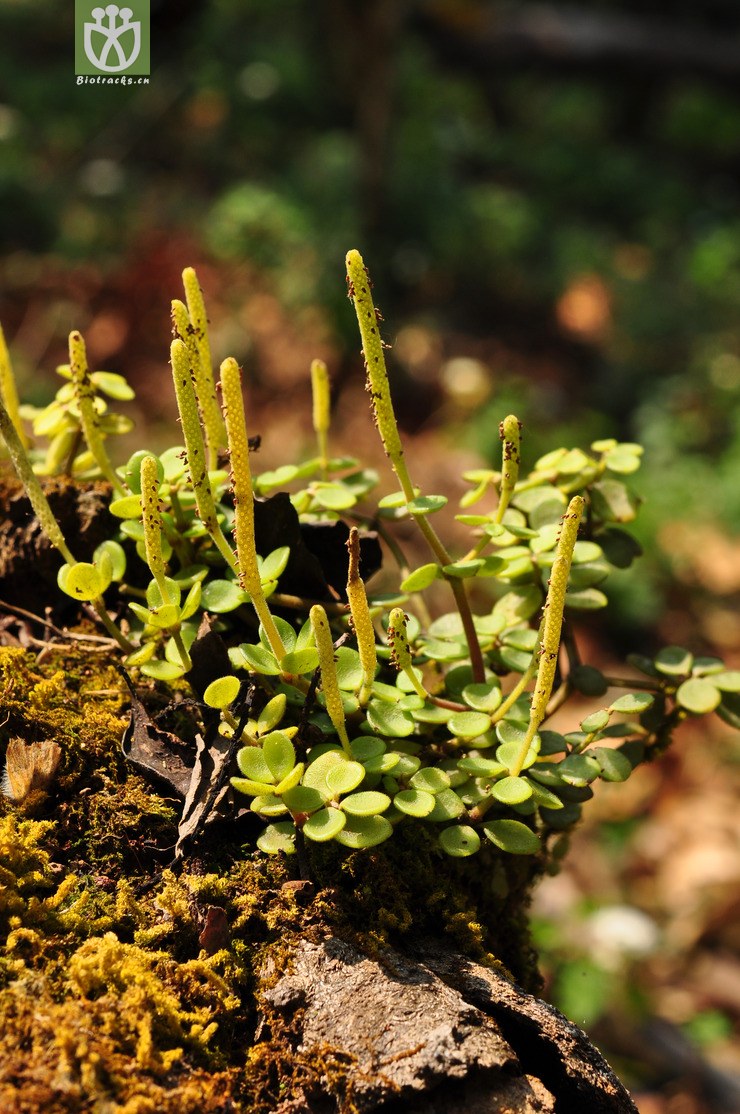 豆瓣绿(peperomia tetraphylla) (1)jpg