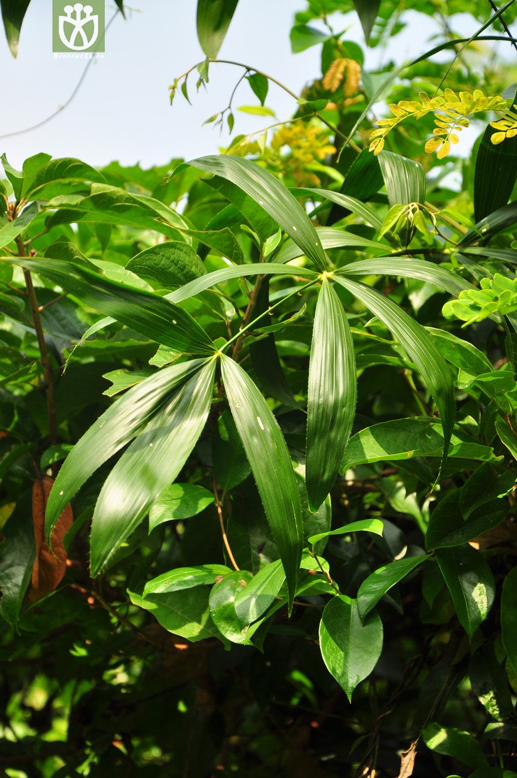 44% 省藤属(calamus) (7).jpg 相邻时间拍摄的照片 共 7张