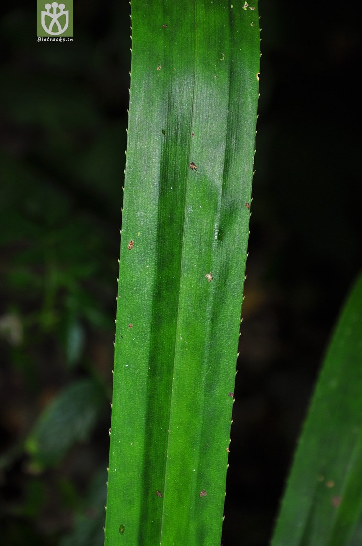 分叉露兜(pandanus urophyllus) (1).jpg 相邻时间拍摄的照片      张