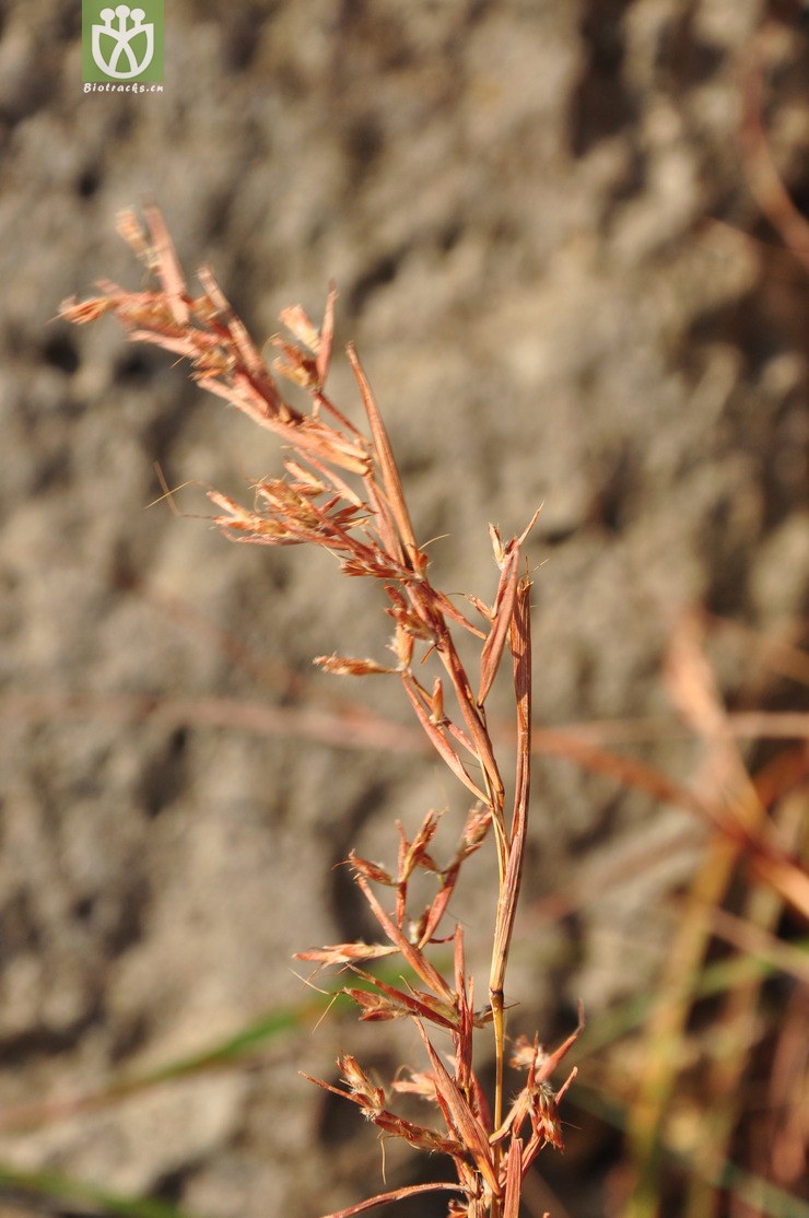 44% 橘草(cymbopogon goeringii) (3).
