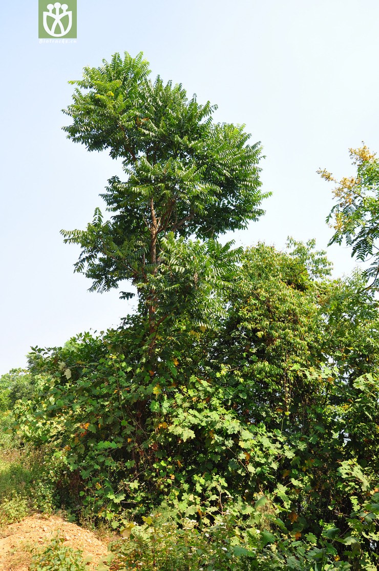 猴耳环(pithecellobium clypearia) (1).