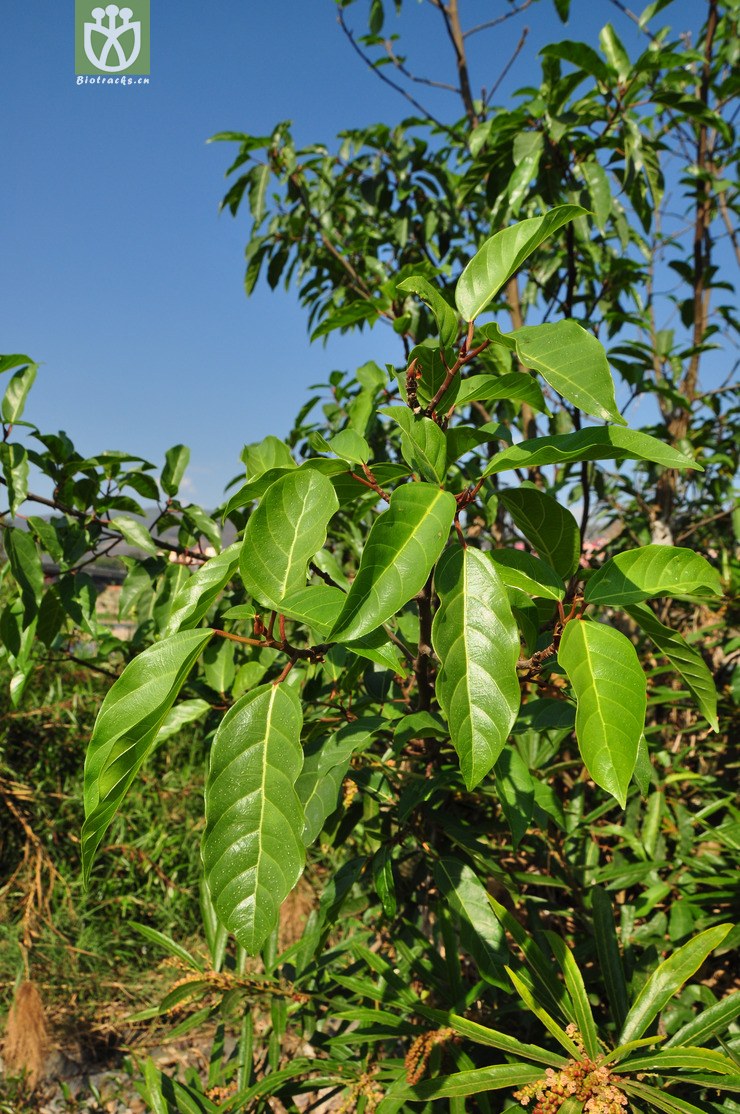 聚果榕(ficus racemosa) (3).jpg 相邻时间拍摄的照片      张