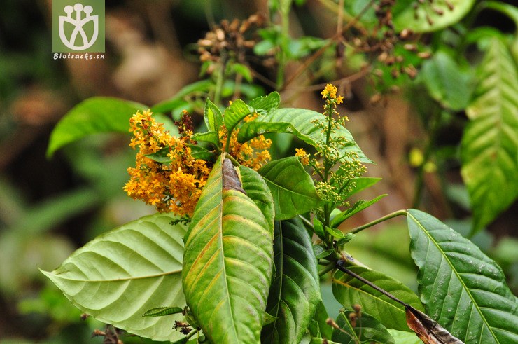 100% 长梗三宝木(trigonostemon thyrsoideum) (1).