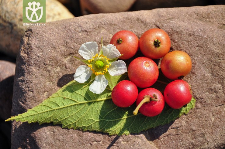 文定果(muntingia calabura) (18).jpg 相邻时间拍摄的照片      张