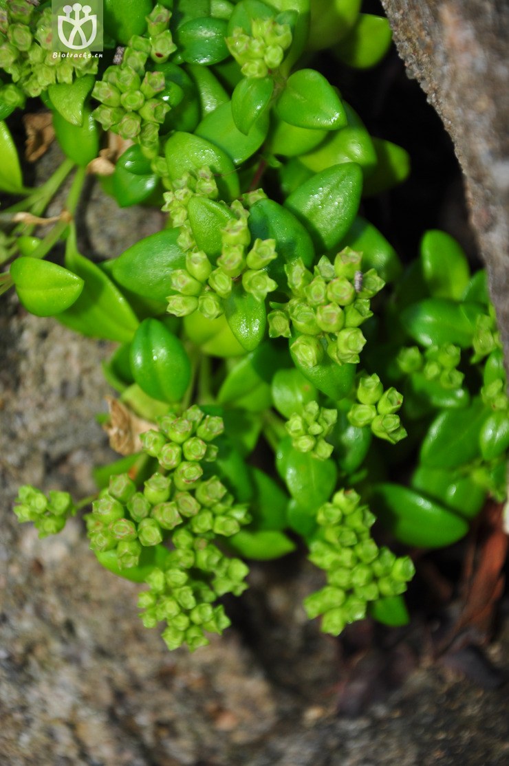 44% 肉叶耳草(hedyotis coreana) (6).