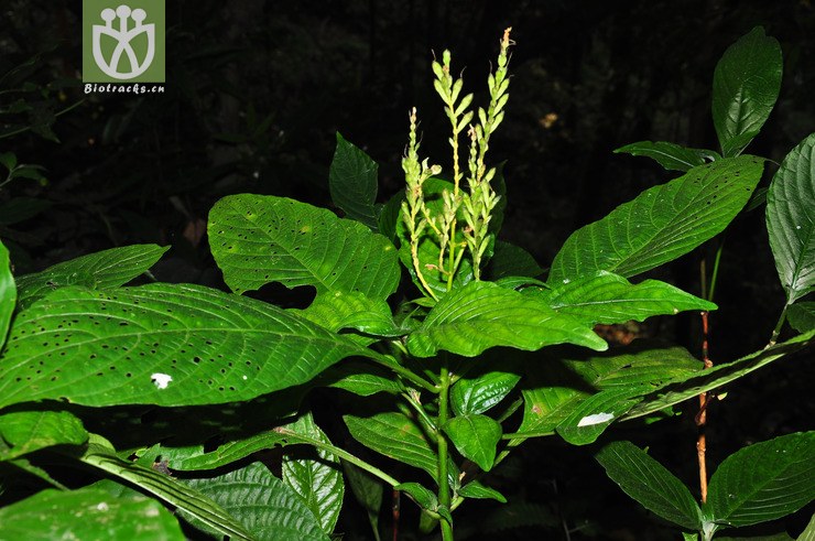 野靛棵(justicia patentiflora) (2).jpg