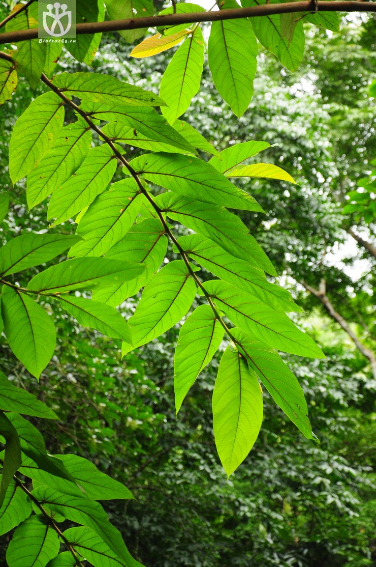 图片信息-kingdonia-植物云数据