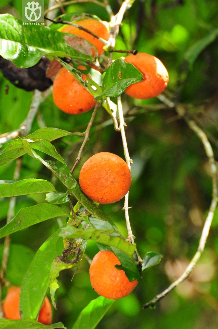 溪桫(chisocheton cumingianus subsp balansae(10.