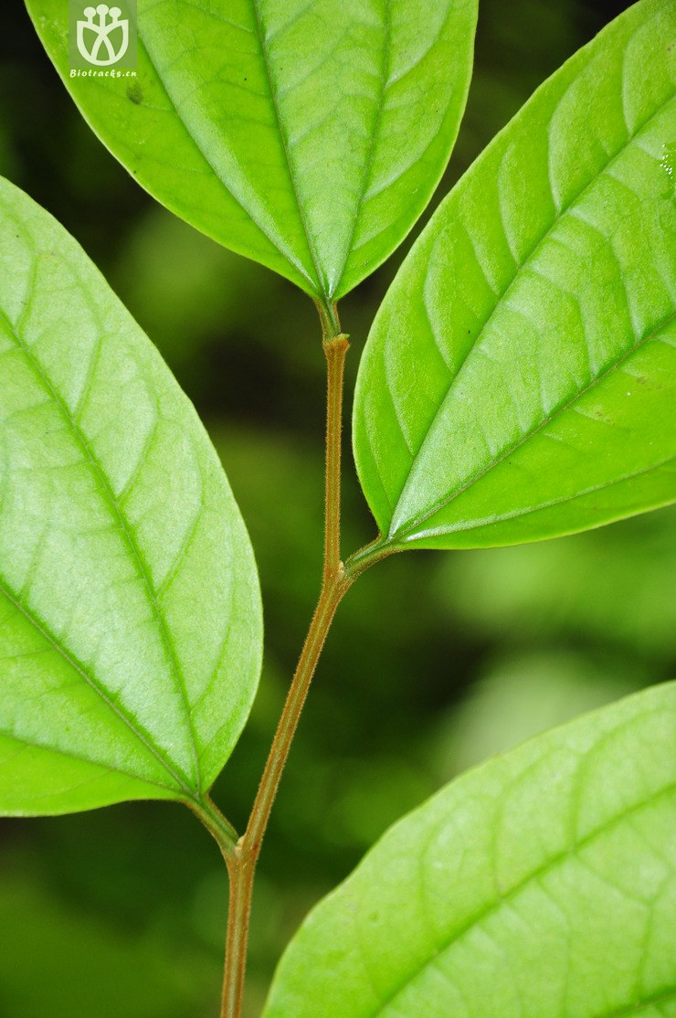假玉桂(celtis timorensis) (8).jpg 相邻时间拍摄的照片      张