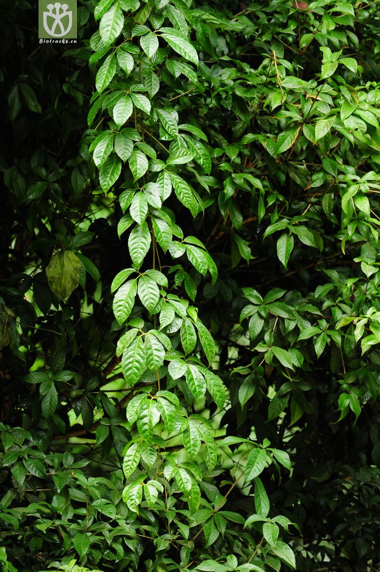 崖爬藤属(tetrastigma) (8).jpg 相邻时间拍摄的照片      张