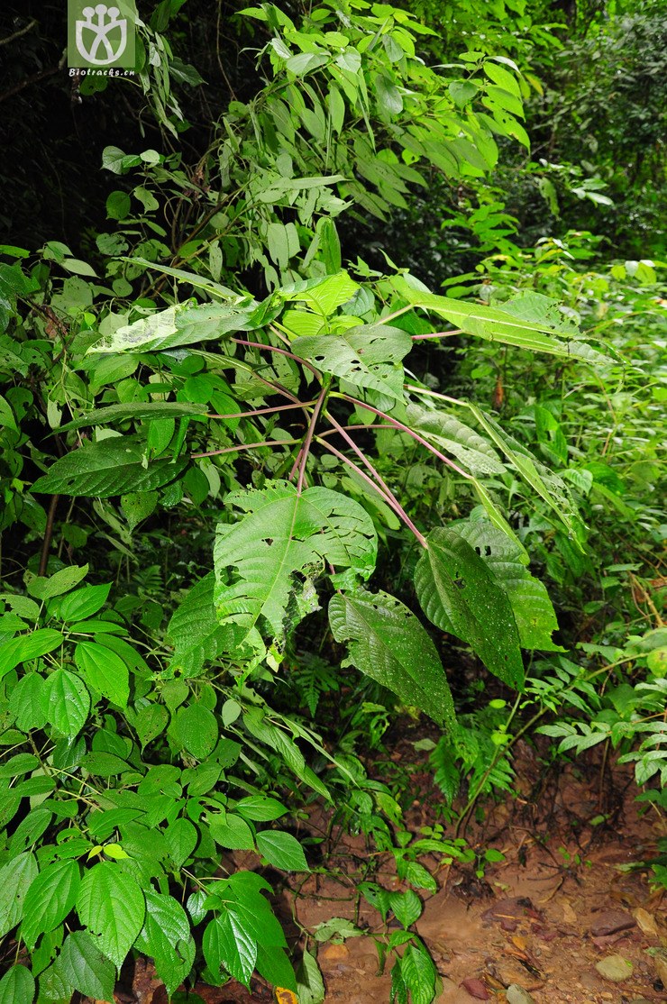 图片信息-kingdonia-植物云数据