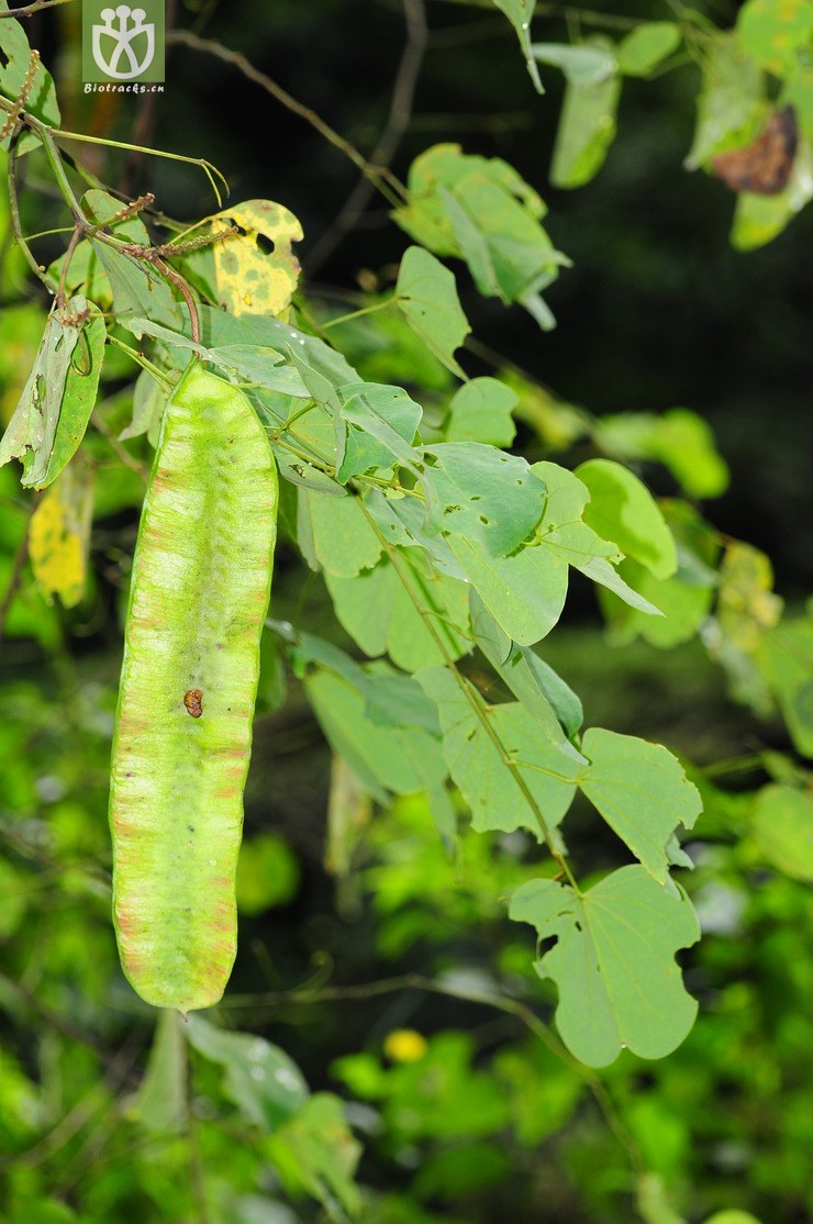 薄叶羊蹄甲(bauhinia glauca subsp. tenuiflora) (1).