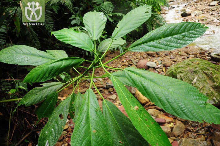 图片信息-kingdonia-植物云数据