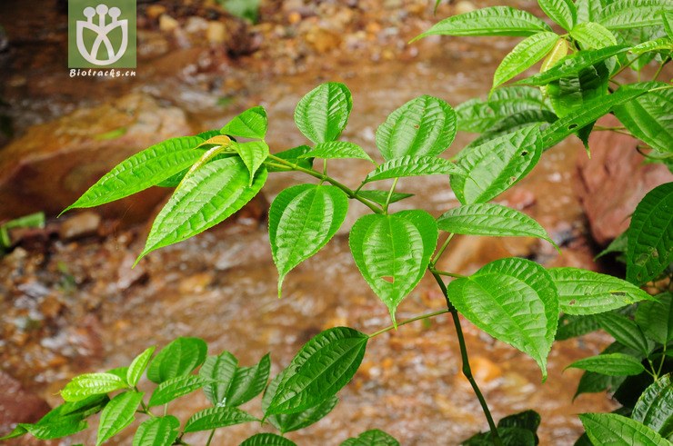 冷水花属(pilea) (3).jpg 相邻时间拍摄的照片      张