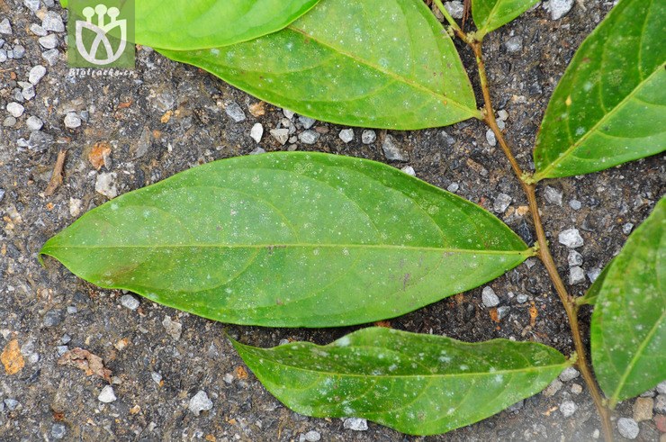 图片信息-kingdonia-植物云数据