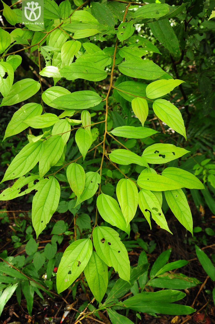 44% 假玉桂(celtis timorensis) (14).