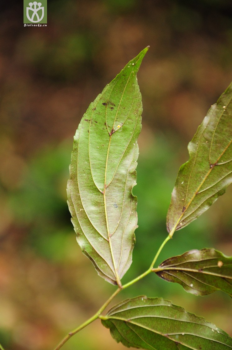 翼核果属(ventilago) (5).jpg 相邻时间拍摄的照片      张