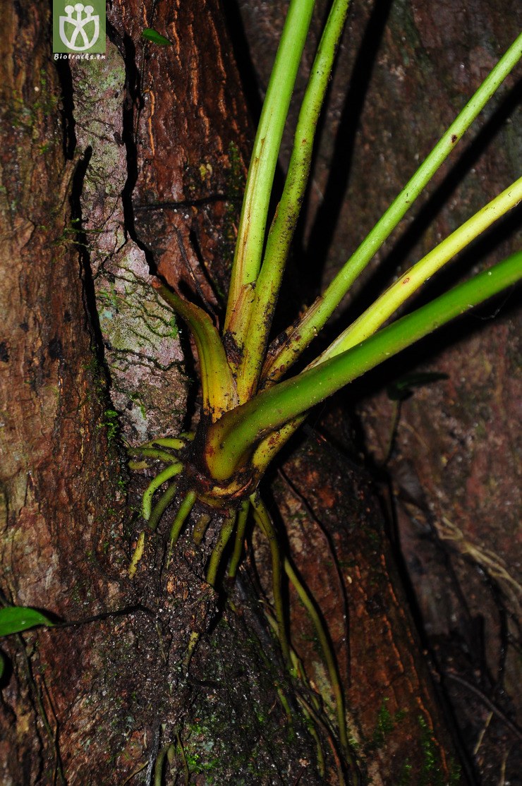 箭根薯(tacca chantrieri(3.jpg 相邻时间拍摄的照片 张