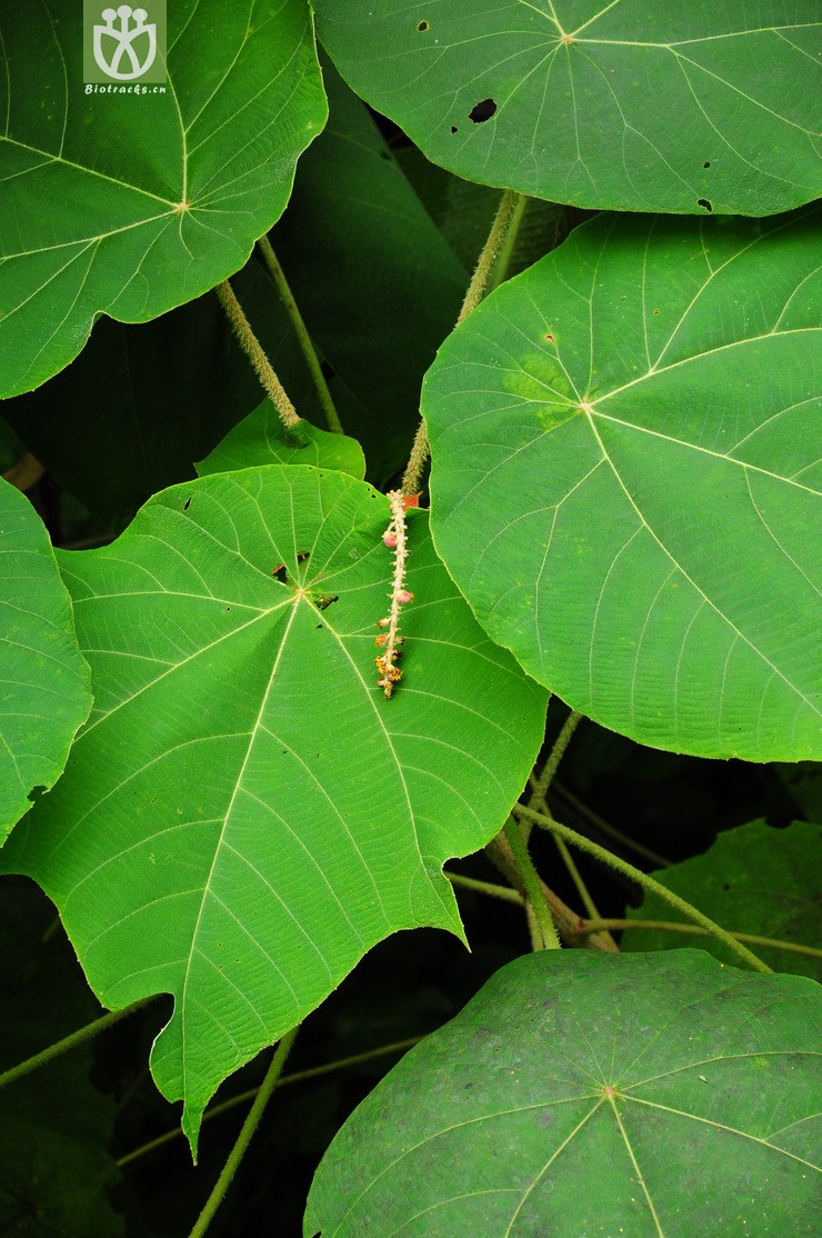 图片信息-kingdonia-植物云数据