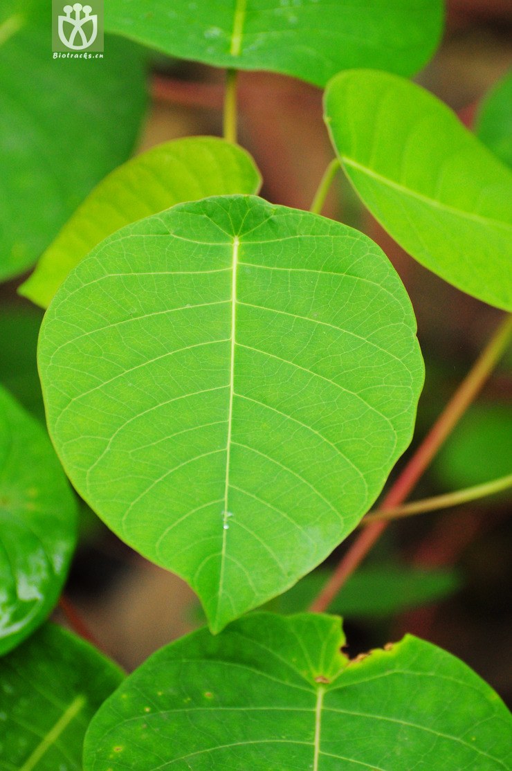 图片信息-kingdonia-植物云数据