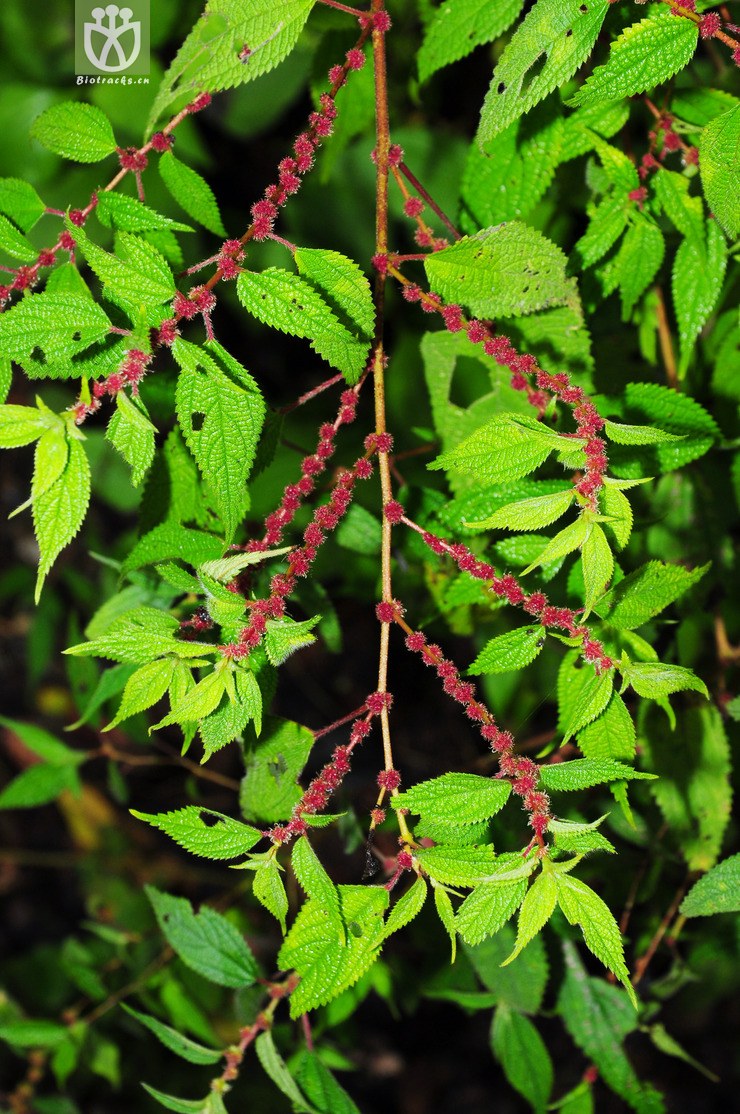 序叶苎麻(boehmeria clidemioides var. diffusa) (3).
