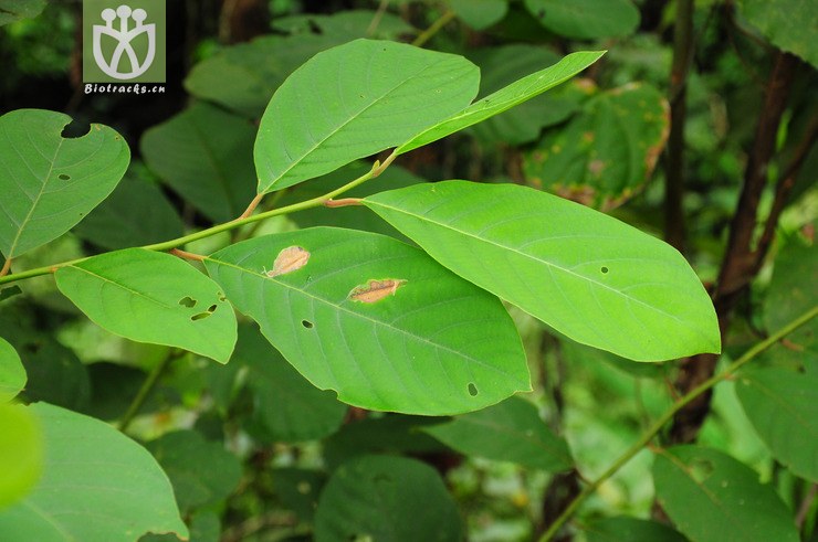 图片信息-kingdonia-植物云数据